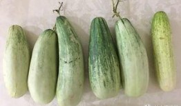 吃瓜群众黄瓜爆料,吃瓜群众黄瓜爆料揭秘娱乐圈幕后真相