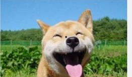 看热搜的吃瓜群众,揭秘网络舆论场众生相