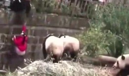 熊猫变成了吃瓜群众,从国宝到吃瓜群众的奇妙之旅