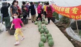 阳西吃瓜群众,揭秘当地热点事件背后的真相