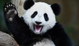 熊猫变成了吃瓜群众,从国宝到吃瓜群众的奇妙之旅