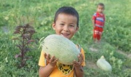 宝宝吃瓜群众的危害,揭秘潜在危害与应对策略