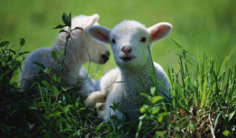 小羊咩咩吃瓜视频大全,趣味横生的萌宠日常