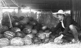 陇西吃瓜群众,揭秘当地独特饮食文化