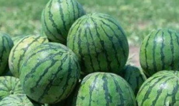 乾隆吃瓜寓意,消暑解忧，寓意深远的宫廷趣事