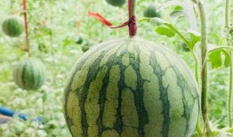 栋旭吃瓜群众头像,揭秘网络红人的魅力与争议