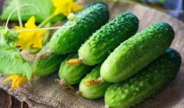 小瓜怎么吃营养,轻松解锁健康美味新吃法