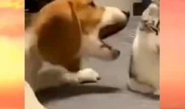 周围吃瓜群众是什么行为,揭秘“吃瓜群众”背后的社会心理