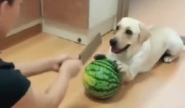 宝宝吃瓜群众的危害,揭秘潜在危害与应对策略