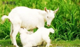 小羊咩咩吃瓜视频大全,趣味横生的萌宠日常