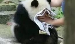 睡前当个吃瓜群众,睡前一窥娱乐圈风云变幻