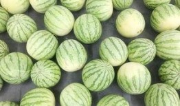 吃瓜群众菊花茶是真的吗,吃瓜群众热议的菊花茶，真相究竟如何？